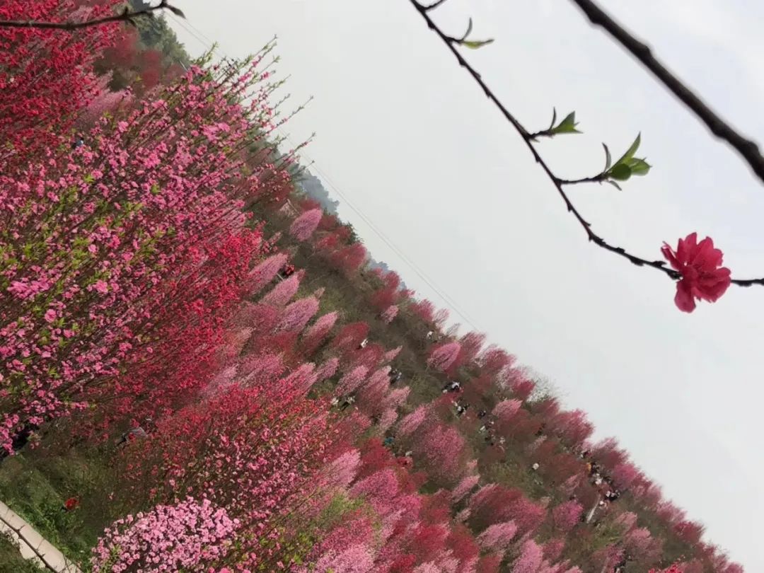 桃花色综合影院:07-10-34-38-42-48C：24,桃花色综合影院，探索影视娱乐的新境界（关键词，07-10-34-38-42-48C，24）