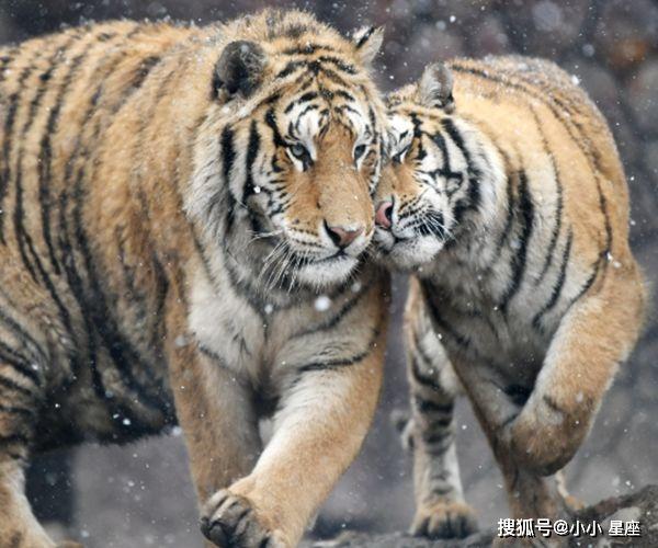四虎永久在线精品免费下载:06-10-16-23-41-43H：20,四虎永久在线精品免费下载，探索数字时代的文化宝藏