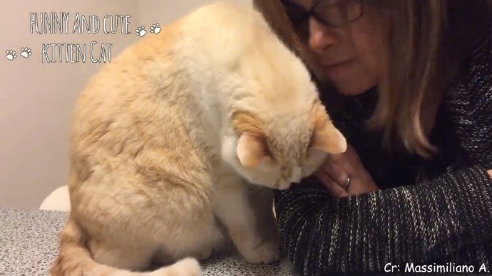 猫咪免费人成网站在线观看:19-30-34-36-37-49R：25,关于猫咪免费在线观看网站及相关内容的探讨