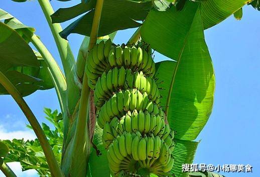 精品伊人久久久大香线蕉天堂:04-06-08-14-33-42Q：13,精品伊人，久久久的大香线蕉与天堂的秘密