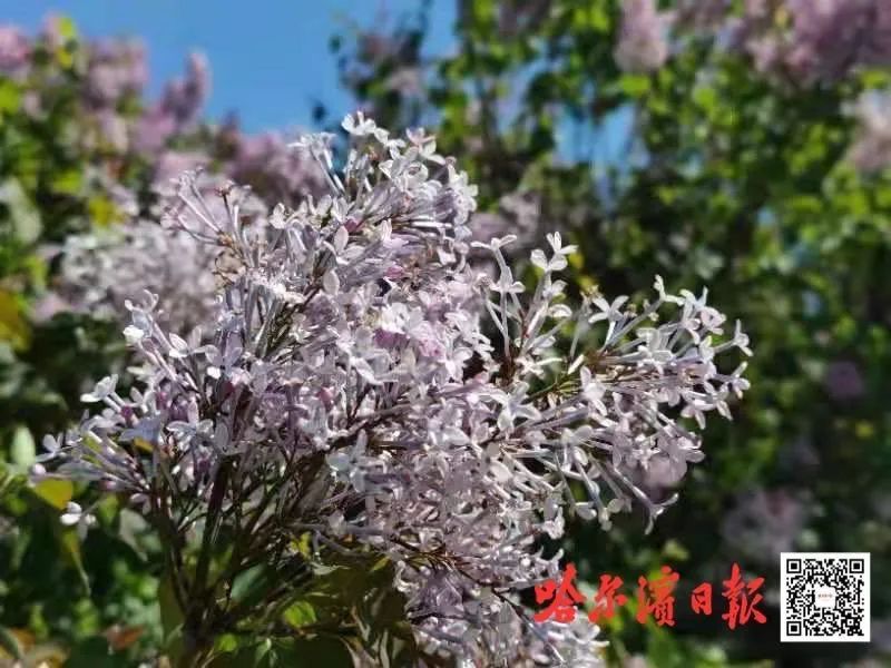 五月丁香六月综合缴清无码:01-02-16-29-41-47N：18,五月丁香与六月综合缴清，探索无码世界的奥秘与数字序列的魅力